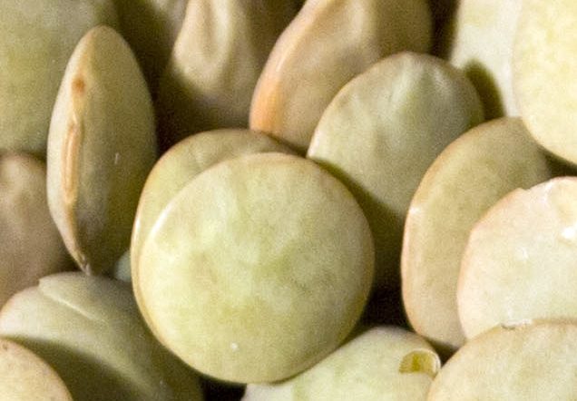 Yeşil Mercimek